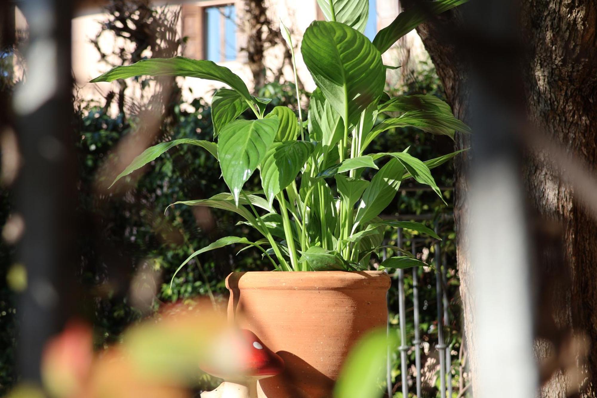 Aurelia Maison Verona Dış mekan fotoğraf